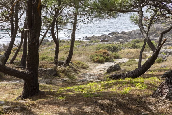 Barona, İspanya, 15 Eylül 2025: Arkasında plaj olan bir orman. Kumsal kayalık ve ağaçlar uzun..
