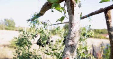 Üzerinde yeşil yapraklar ve domatesler büyüyen bir ağaç. Ağaç bir çitle çevrili ve arka planda başka bitkiler var..