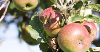 Üzerinde bir sürü elma olan bir ağaç. Elmalar yeşil ve kırmızıdır. Ağaç bir tarlanın ortasında.