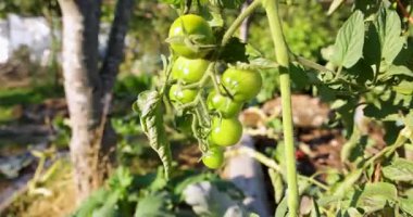 Bitkiden sarkan bir avuç yeşil domates. Tazelik ve bolluk kavramı, domatesler olgunlaşmış ve toplanmaya hazır.