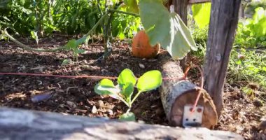 İçinde brokoli ve domates olan bir bahçe. Brokoli topraktan bir yatakta büyüyor.