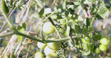 Ağaçtan sarkan bir avuç yeşil domates. Domatesler olgunlaştı ve toplanmaya hazır.