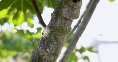 Üzerinde birkaç olgun incir olan bir dal. İncirler yeşil ve sarı