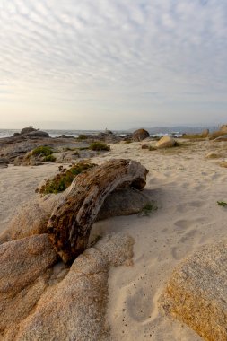 Sahilde büyük bir kaya oturuyor. Gökyüzü bulutlu ve plaj boş. Kaya kısmen yosunla kaplı.
