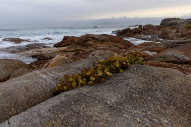 Yeşil bitkilerle kaplı bir kaya kayalık bir sahilde oturur. Bitkiler küçük ve seyrektir, ama kıraç topraklara bir parça hayat katarlar. Huzurlu ve huzurlu bir sahne.