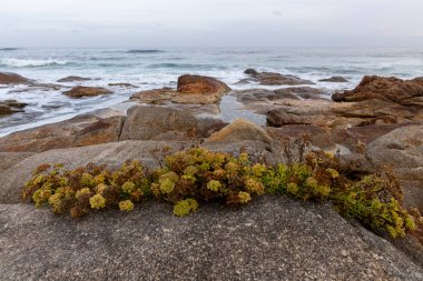 Kayaların üzerinde büyüyen küçük bir bitkinin olduğu kayalık bir kıyı şeridi. Bitki yeşil ve o sert çevreye rağmen gelişiyor. Zorluklar karşısında dayanıklılık ve güç kavramı