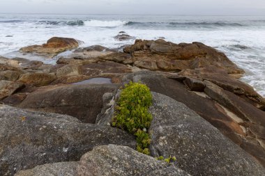 Kayalık bir sahilde küçük bir bitki büyüyor. Bitki büyük kayalar ve okyanusla çevrilidir. Huzurlu ve huzurlu bir sahne.