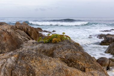 Okyanus yakınlarındaki bir kayanın üzerinde küçük bir bitki büyüyor. Kaya büyüktür ve bitki küçüktür, ama üzerinde büyümektedir. Okyanus arka planda.