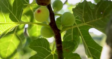 Üzerinde birkaç olgun incir olan bir dal. İncirler yeşil ve sarı