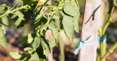 Tahta bir direğin yanında bir domates bitkisi büyüyor. Bitki yeşil ve birkaç yaprağı var.