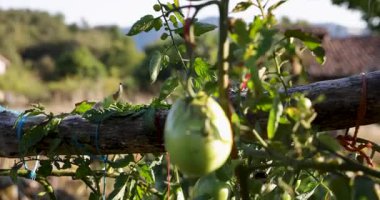 Üzerinde yeşil domateslerin asılı olduğu bir çit. Çitler ahşap, domatesler olgun.