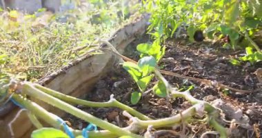 Bir bahçeye çeşitli bitkiler ve bir bitkiye bağlı mavi bir ip. İp toprakta büyüyen bir bitkiye bağlı.