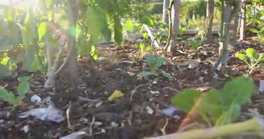 Bir bahçeye çeşitli bitkiler ve bir bitkiye bağlı mavi bir ip. İp toprakta büyüyen bir bitkiye bağlı.