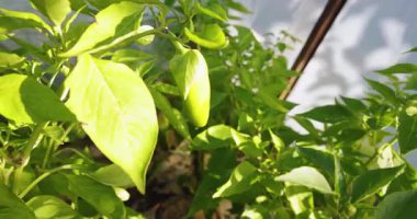 Bir demet yeşil biber bir bitkiye asılıyor. Biberler büyük ve yeşil ve bahçede yetişiyorlar.