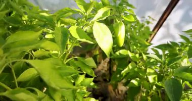 Bir demet yeşil biber bir bitkiye asılıyor. Biberler büyük ve yeşil ve bahçede yetişiyorlar.