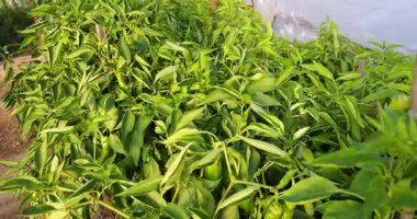 Bir demet yeşil biber bir bitkiye asılıyor. Biberler büyük ve yeşil ve bahçede yetişiyorlar.