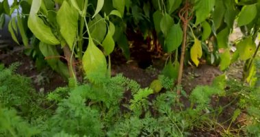 Havuç ve biber de dahil olmak üzere çeşitli bitkilerle dolu bir bahçe. Havuçlar toprakta yetişiyor ve biberler çardakta yetişiyor.