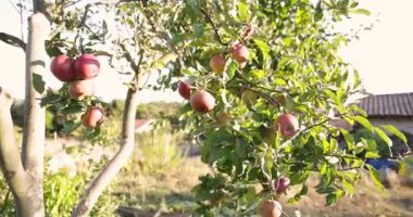 Üzerinde bir sürü elma olan bir ağaç. Elmalar kırmızı ve yeşildir. Ağaç bir tarlada.