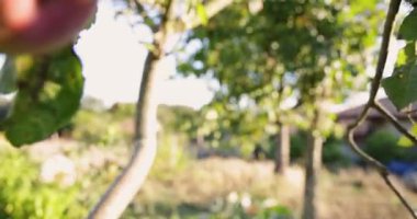 Dallarında yaprak olan bir ağaç. Yaprak yeşil ve bir insan tarafından tutuluyor.