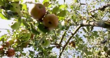 Üzerinde bir sürü elma olan bir ağaç. Elmalar yeşil ve kırmızıdır. Ağaç güneşli bir bölgede.