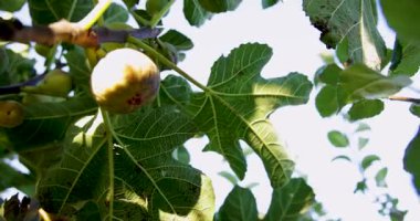 Üzerinde birkaç olgun incir olan bir dal. İncirler yeşil ve sarı