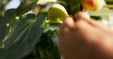 Üzerinde birkaç olgun incir olan bir dal. İncirler yeşil ve sarı