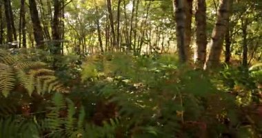 Bir sürü yeşil bitki ve kahverengi yapraklı bir orman. Orman hayat dolu.