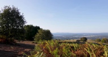 Bir yamaçta bir ağaç ön plandadır. Tepe, Galiçya 'nın Ourense ilinde çimen ve ağaçlarla kaplıdır.
