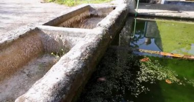 Yeşil suyu ve beton duvarı olan küçük bir gölet. Gölet çimenli bir alanla çevrilidir.