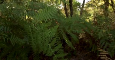Eğrelti otları ve yapraklar da dahil olmak üzere çeşitli bitkilerle dolu sık bir orman. Eğreltiotları kahverengidir ve yaprakları yeşildir, canlı ve gür bir çevre yaratır.