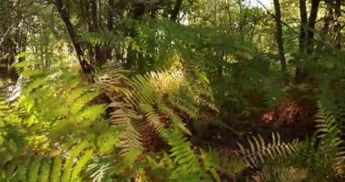 Bir sürü yeşil yaprağı ve kahverengi yaprakları olan bir orman. Yapraklar güneşte ve güneş onların üzerinde parlıyor.