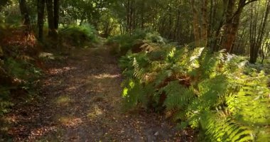 Ormanda bir sürü yeşillik olan bir patika. Yol ağaçlar ve çalılarla çevrili.