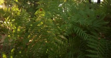 Yaprakları yayılmış ve güneşe uzanan yemyeşil bir bitki. Yapraklar yeşil ve bitki hayat dolu.