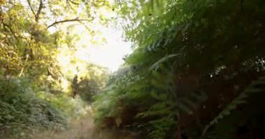 Eğreltiotu yolu olan bir orman. Yol yapraklarla kaplı ve ağaçlar uzun.