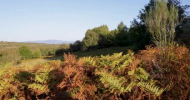 Galiçya 'nın Ourense bölgesindeki eğreltiotu da dahil olmak üzere kahverengi ve yeşil bitkilerin karışımından oluşan yemyeşil bir alan.