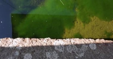 Yeşil suyu ve beton duvarı olan küçük bir gölet. Gölet çimenli bir alanla çevrilidir.