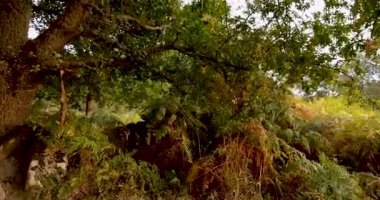 Bir kadın tarlada iki köpeğini gezdiriyor. Köpekler kahverengi ve siyahtır. Kadın siyah giyinmiş ve tasma tutuyor..