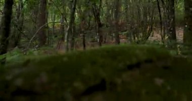 Bir sürü yeşil bitki ve ağacın olduğu bir orman. Orman çok yoğun ve sarmaşık, eğrelti otları ve meşe yapraklarıyla dolu..