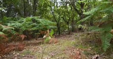 Düşük açılı bir kadın ve iki köpeği eğrelti otlarıyla yemyeşil bir ormanda yürüyorlar. Kadın siyah gömlek ve pantolon giyiyor..