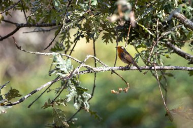 Bir bülbül ağaçtaki bir dala tünemiş şarkı söylüyor. Kuş turuncu ve siyahtır. Dal yapraklarla kaplı ve birkaç ölü dalı var.