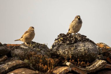 İki kuş bir kayanın üzerine tünemiş. Kuşlardan biri ötekine bakıyor. Görüntünün sakin ve huzurlu bir havası var.