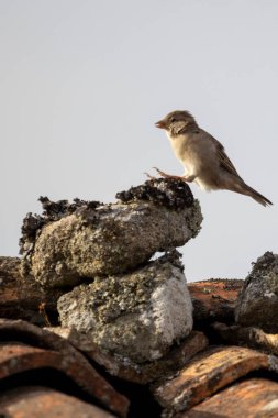 Bir kayanın üzerine tünemiş küçük bir kuş. Kuş kahverengi ve beyazdır. Kaya gri ve üzerinde yosun yetişiyor. Gökyüzü bulutlu ve gri