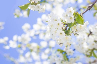 Bahar kiraz çiçekleri gülümsemek, beyaz çiçek güneşli gün, mavi gökyüzü. Metin için bulanık yer.