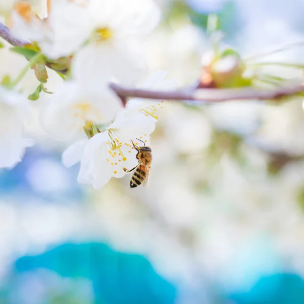 Tavaszi Méh Nektárt Pollen Összegyűjti Fehér Virágok Virágzó Cseresznye Egy — Stock Fotó