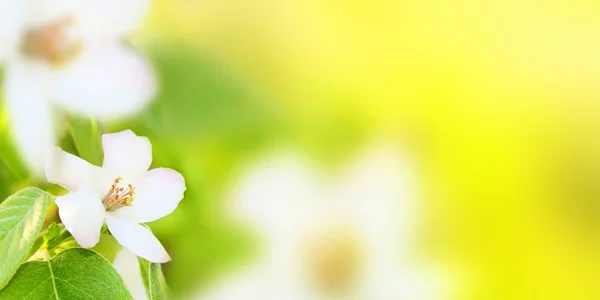 Белые Цветы Цветущей Айвы Cydonia Oblonga Зеленом Желтом Размытом Фоне — стоковое фото