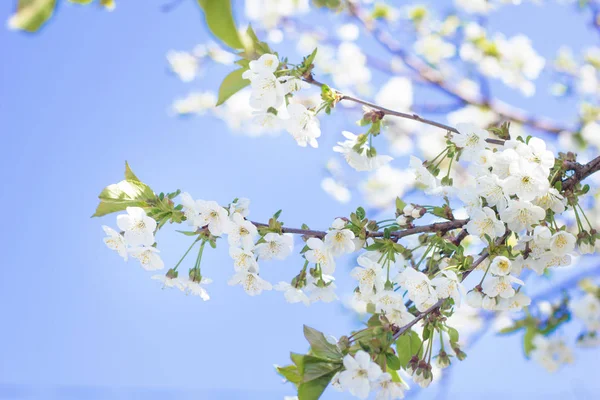 Gałąź Wiśnia Kwiaty Zbliżenie Biały Kwiat Słoneczny Dzień Wiosny Przeciw — Zdjęcie stockowe