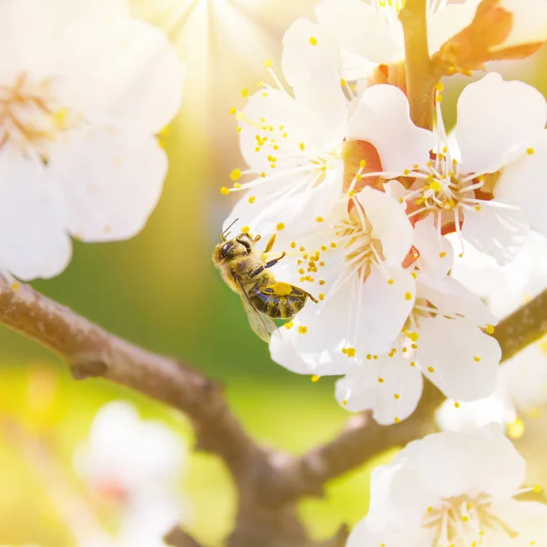 Wiosną Pszczoła Zbiera Nektar Pyłki Białych Kwiatów Kwitnących Wiśni Niewyraźne — Zdjęcie stockowe