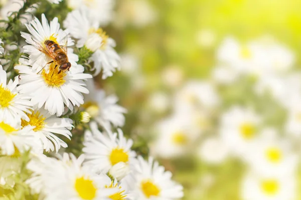 Bee Collect Nectar Pollen White Flower Asters Green Yellow Blurred — Stock Photo, Image
