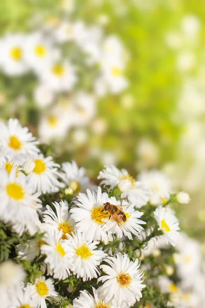 緑と黄色の自然の背景をぼかした写真に白い花アスターから蜜 を収集します ぼやけたテキスト スペース — ストック写真