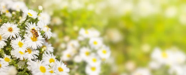 Мед Бджолиний Пилок Збирати Від Біла Квітка Астерс Зелені Жовті — стокове фото